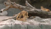 ARD/NDR LEOPARD, SEEBÄR UND CO. FOLGE 109, "Eine Jungs-WG für Kamel Kalif", am Montag (16.04.12) um 16:10 Uhr im ERSTEN. Die Löwen paaren sich im Gehege.