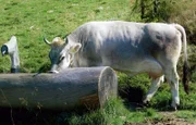 Kuh auf der Chrust Gepatsch Alm, Sarntal.