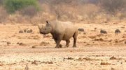 Noch ist das wilde Nashorn ruhig.