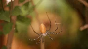 Diese afrikanische Spinne findet OLI nicht lustig.
