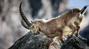 Steinbock Großglockner, Pasterze: In den Alpen kommt der Steinbock bis in Höhen von 3.500 Metern vor.