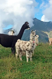 Baby-Lamas im Kiental