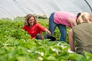 Mitten rein ins b&auml;uerliche Leben: Die Landfrauen d&uuml;rfen mit anpacken und unter anderem Erdbeeren ernten (und naschen).