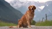 Ein Lawinenhund übt das Abseilen