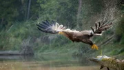 Der Wappenvogel Österreichs geht auf die Jagd: Seeadler greifen sich große Fische, Bläßhühner und Enten.