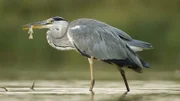 Graureiher nutzen den Fischreichtum der seichten Seeregionen, um ihren Hunger zu stillen.
