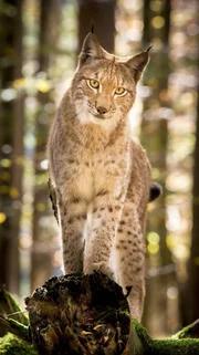 Heimlicher Rückkehrer: Im Grenzgebiet von Niederösterreich, Oberösterreich und der Steiermark ist der Luchs seit Ende der 90er Jahre wieder heimisch.