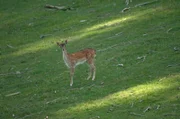 Ein niedliches Rehkitz erblickt das Licht der Welt ... Der Anfang des Zeichentrickfilms „Bambi“ von Walt Disney ist allseits bekannt, doch beginnt so auch der gleichnamige Roman des österreichischen jüdischen Schriftstellers Felix Salten.