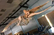 Pottwal-Skelett im Hörsaal der Hermann-Hofmann-Akademie der Justus-Liebig-Universität Gießen.