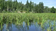 wild rice growing wild in a Canadian lake