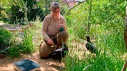 Ziemlich schräge Vögel: Die Tschajas, Seriemas und Rabengeier sind eher unbekannte Vögel Südamerikas. Im Zoo Hannover wohnen sie in schrägen Hütten. Tierpflegerin Angela Kruth hat Mühe, sich die Rabengeier vom Hals zu halten. Amanda und Nestor stürzen sich auf Angelas Schnürsenkel, gehen mit dem Schnabel unter ihre Hosenbeine und untersuchen die Hosentaschen der Tierpflegerin. Ziemlich schräg!