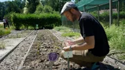 Es ist ein langer, aufwändiger Weg, um bedrohte Wildpflanzen zu erhalten. Vom Samensammeln über die Anzucht in Erhaltungskulturen bis zum Ausbringen in die freie Natur vergehen Monate. Der Film begleitet Expert:innen und Wissenschaftler:innen in der Region Berlin-Brandenburg. - Daniel Lauterbach bei der Samenernte im Botanischen Garten Potsdam.