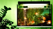 Goldfishies in tank