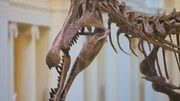 Schädel eines Spinosaurus aegyptiacus. Die langen Zahnreihen mit scharfen, kegelförmigen Zähnen in Ober- und Unterkiefer ähneln denen von Krokodilen.