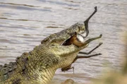 Ein Nilkrokodil verschlingt seine Beute. Es ist das größte Süßwasserraubtier Afrikas.