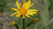 Es ist ein langer, aufwändiger Weg, um bedrohte Wildpflanzen zu erhalten. Vom Samensammeln über die Anzucht in Erhaltungskulturen bis zum Ausbringen in die freie Natur vergehen Monate. Der Film begleitet Expert:innen und Wissenschaftler:innen in der Region Berlin-Brandenburg. - Sonnenköpfchen.