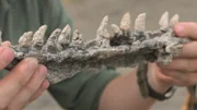 Im US-amerikanischen Wyoming finden sich viele Fossilien von Mosasauriern, wie dieses Stück aus einem Kiefer.