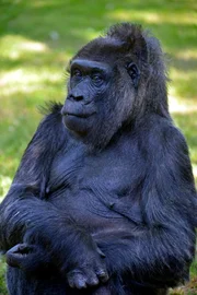 Gorilla Fatou im Zoo Berlin.
