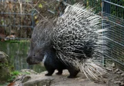 Stachliger Geselle: Eine Begegnung mit einem Stachelschwein kann schmerzhaft ausgehen. Aber nur, wenn die Tiere verärgert sind, ansonsten sind es sehr friedliche Wilhelma-Bewohner.