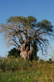 Der Gorongosa National Park ist über 4000 km² groß und liegt am südlichen Ende des Afrikanischen Grabenbruches. Sein Gebiet umfasst sowohl die Ebenen mit Flüssen und dem Lake Urema, die Hochplateaus wie auch den über 1800 Meter hohen Mount Gorongosa.
