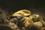 Ein Baby-Chamäleon stillt seinen Durst mit einem Tautropfen.