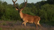 Hirsch blickt in die Kamera