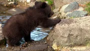 B&auml;rennachwuchs im Tierpark Hagenbeck.
