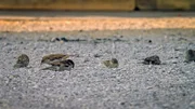 Von wegen Dreckspatz: Das Staubbad nutzen die Spatzen, um ihr Gefieder zu reinigen.