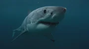 Hai