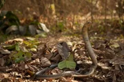 Wald-Kobra mit erhobenem Körper zwischen trockenen Blättern.