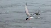 Küstenseeschwalben jagen im Meer zwischen den Nordfriesischen Inseln.
