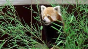 Nachwuchs erhofft sich das Zoo-Team auch bei den Roten Pandas. Aus Budapest ist Neuzugang Fine angekommen. Die pelzige Schönheit soll mit Pandamann Flin verkuppelt werden. Vielleicht können sich die Pfleger auf eine romantische Lovestory freuen.