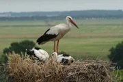 Im April klappert es von den Dächern im Havelland. Die vielen Feuchtwiesen machen das Havelland zu einem Paradies für Weißstörche (Ciconia ciconia).