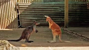 Spannung bei den Roten Riesen: Die neuen Riesenkängurus dürfen endlich raus aus der Quarantäne und auf die große Anlage zu ihren Mitbewohnern. Im Revier Outback teilen sie sich das Gehege mit den australischen Sumpfwallabys. Die Tierpflegerinnen hoffen, dass bei der Eingewöhnung der Neuankömmlinge alles glimpflich abläuft. Doch plötzlich kippt die Stimmung zwischen Neuzugang und Altbewohner…