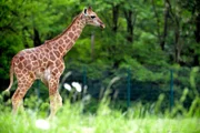 Uganda-Giraffenkind im Tierpark Berlin