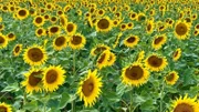 Sonneblumenfeld, Luxemburg.