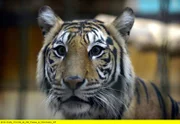Ein neuer Sumatra-Tiger im Tierpark Berlin.