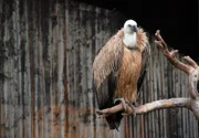 Hausputz ist bei den Gänsegeiern angesagt.