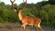 Der Wald von Fontainebleau ist eines der größten zusammenhängenden Waldgebiete Westeuropas. Der Rothirsch gehört zu seinen imposantesten Bewohnern. Weitere Fotos erhalten Sie auf Anfrage.