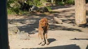 Zuwachs in der Bisonfamilie: Vor zwölf Tagen kam Kälbchen Tjark auf die Welt. Heute darf das kleine Kerlchen zum ersten Mal nach draußen auf die Anlage. Mutterkuh Catori begleitet ihren neugierigen Sprößling wachsam auf Schritt und Tritt. Später lassen Stefanie und Rebecca auch noch Bisonbullen Tatanka, den Vater von Tjark, auf die Anlage. Mit fast tausend Kilo Kampfgewicht ein sehr imposantes Tier. Wie wird der Riesen-Bison auf seinen Nachwuchs reagieren?