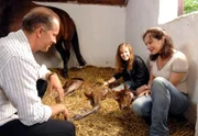 15 Uhr im Ersten. Mit der tatkräftigen Hilfe von Sonja (Saskia Schindler, M.) bringt Stute Safira ihr Fohlen zur Welt. Katja Stein (Julia Stemberger, l.), Stefan Hagen (Jochen Horst, l.) und Sonja freuen sich, dass das Fohlen trotz Geburtskomplikationen wohlauf ist.
