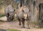 Der aus Tschechien hergebrachte Jimmi versucht, Nashorndame Wanda zu decken.