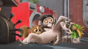 King Julien (vo.) möchte Flora davon abhalten, beim "Wettkampf der Verdammten" anzutreten. Mort (li.) und Maurice stimmen zu.