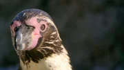 Pinguin.