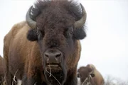 Bisonbulle. Eine Tonne Lebendgewicht, eine beindruckende Erscheinung.