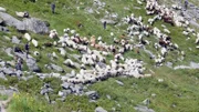 Gleich müssen die Schafhirten 900 Schafe durch das „Steigle“ – eine enge und steile Steintreppe – treiben.
