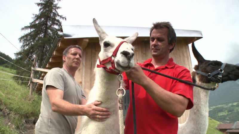 Über alle Berge – Mit Lamas über die Alpen (A/D, 2017)