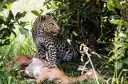 Chobe National Park, Botswana - With her paw on a recently killed impala, Saba looks out from under the bush where she has her kill in the hopes that Neo will come along soon to enjoy a fresh meal.