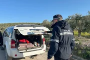 Bei Straßenkontrollen werden immer wieder Olivendiebe gefasst, die keine Dokumente für ihre Fracht nachweisen können.