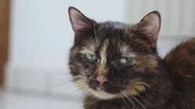 Die Katze
